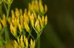 Pineland rayless goldenrod